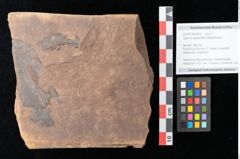 Foto (Objekt + Etikett) von Quercus palaeoilex Ettingshausen (NHMW-GEO-2024-0188-0813)